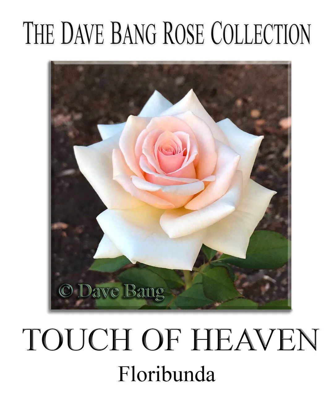 ギャラガー　ローズ　オール　デイ　Gallagher Rose All Dae Rosé All Daé – Apple Crisp, Honey, Plum, Brown Sugar